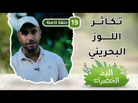 تكاثر اللوز البحريني – ح 19- اليد الخضراء