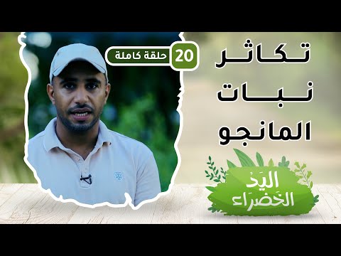 تكاثر نبات المانجو – ح 20 – اليد الخضراء