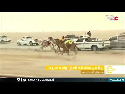 سباق الهجن بولاية ثمريت