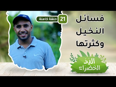 فسائل النخيل وكثرتها – ح 21 – اليد الخضراء