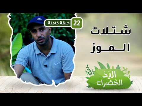 شتلات الموز – ح22 – اليد الخضراء