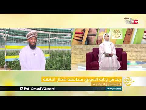 ربط مباشر من ولاية #السويق بمحافظة شمال الباطنة للحديث حول المحاصيل الزراعية في محافظة شمال الباطنة