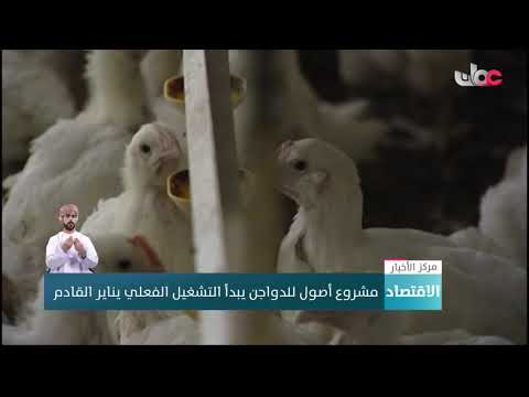 مشروع أصول للدواجن يبدأ التشغيل الفعلي يناير القادم