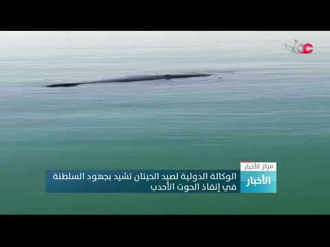 الوكالة الدولية لصيد الحيتان تشيد بجهود السلطنة في إنقاذ الحوت الأحدب