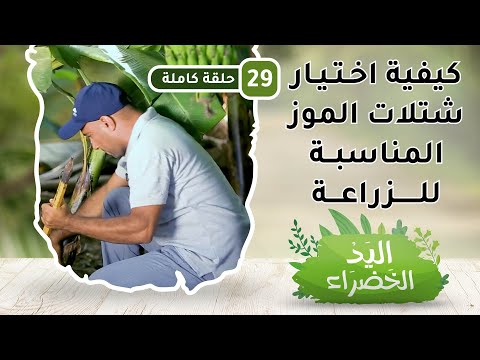 كيفية اختيار شتلات الموز المناسبة للزراعة – ح29 – اليد الخضراء