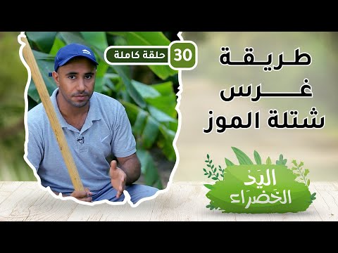 طريقة غرس شتلة الموز ح30 – اليد الخضراء