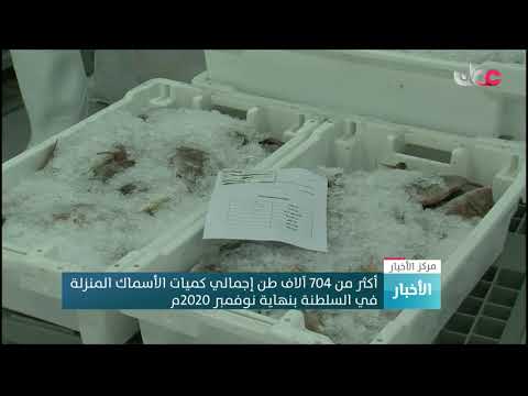 أكثر من 704 آلاف طن إجمالي كميات الأسماك المنزلة في السلطنة بنهاية نوفمبر 2020م