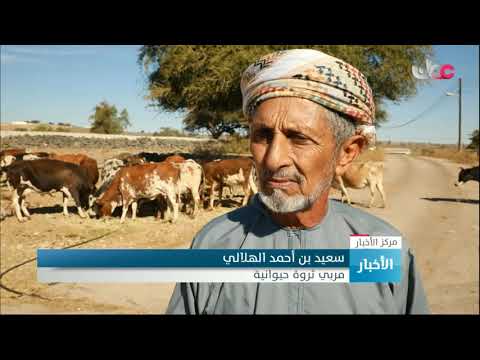 فرق تحصين العيادات البيطرية بمحافظة ظفار تحصن أكثر من 121 ألف رأس من الأغنام والأبقار