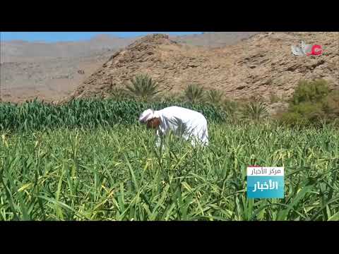 القرى السياحية في جبل شمس بولاية الحمراء