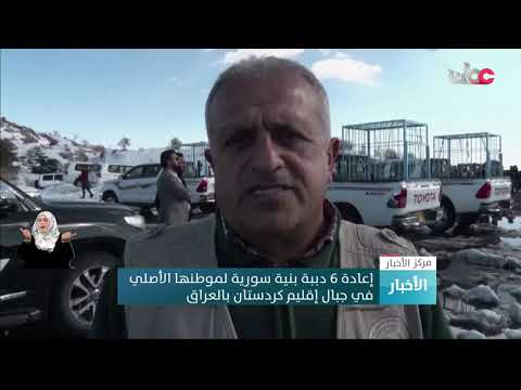 إعادة 6 دببة بنية سورية لموطنها الأصلي في جبال إقليم كردستان بالعراق