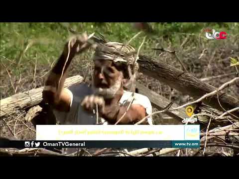 ربط مباشر من ولاية #الرستاق بمحافظة جنوب الباطنة حول بدء موسم الزراعة الموسمية تقليم أشجار العنب