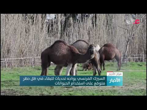 السيرك الفرنسي يواجه تحديات للبقاء في ظل حظر متوقع على استخدام الحيوانات