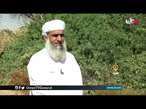 ربط مباشر من ولاية #عبري بمحافظة الظاهرة  حول استخراج السواك من شجرة  الأراك
