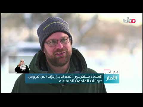 العلماء يستخرجون أقدم (دي.إن.إيه) من أسنان حيوانات الماموث المنقرضة