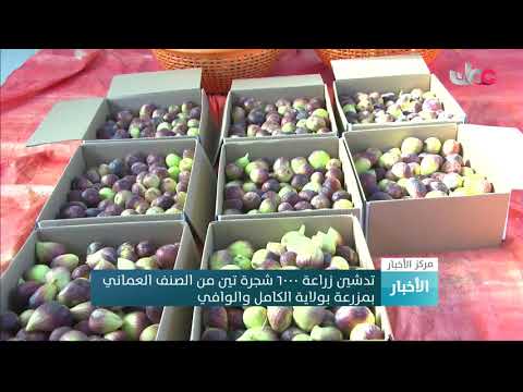 تدشين زراعة 6000 شجرة تين من الصنف العماني بمزرعة بولاية الكامل والوافي