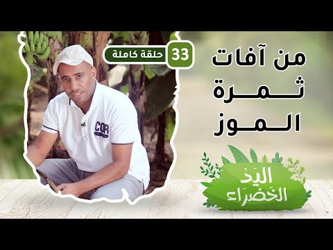 من آفات ثمرة الموز – ح33 – اليد الخضراء