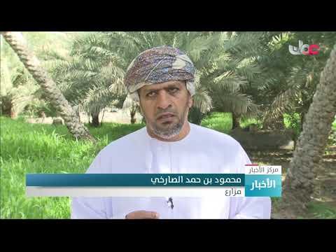 موسم طلع النخيل ومرحلة التنبيت “التلقيح” بمحافظة الظاهرة