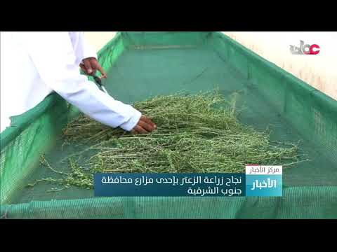 نجاح زراعة الزعتر بإحدى مزارع محافظة جنوب الشرقية