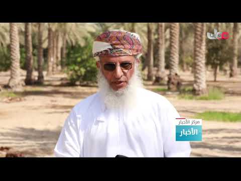 تنبيت أشجار النخيل باستخدام طائرات مسيرة