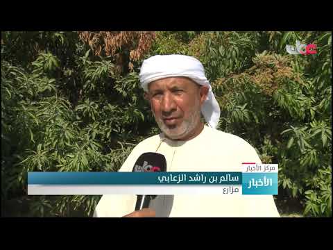 السناجب في محافظة شمال الباطنة تهدد الإنتاج الزراعي