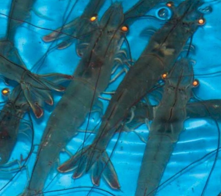 “روبيان المحيط” تتسلّم الدفعة الأولى من أمهات الروبيان