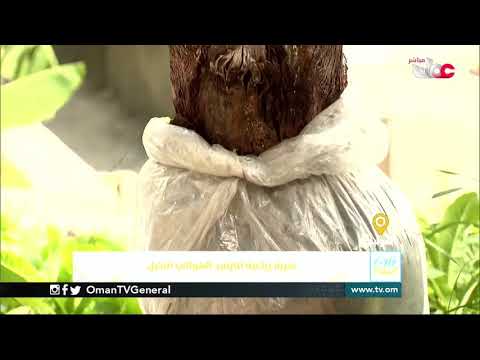 ربط مباشر من ولاية #العوابي بمحافظة جنوب الباطنة للحديث حول تجربة زراعية للترقيد الهوائي للنخيل