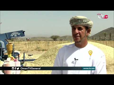 ربط مباشر من ولاية #محضة بمحافظة #البريمي للحديث حول موسم حصاد القمح