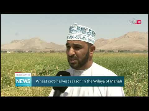 Wheat crop harvest season in the Wilaya of Manah