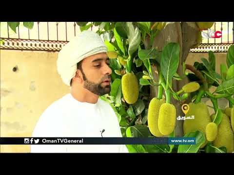 ربط مباشر من ولاية #السويق بمحافظة شمال الباطنة للحديث حول مزارع ينجح في زراعة فاكهة الفنس الاستوائي