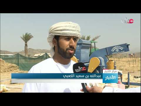 بدء موسم حصاد القمح بولاية محضة في محافظة البريمي