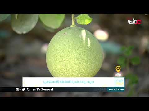 ربط مباشر من ولاية الرستاق بمحافظة جنوب الباطنة للحديث حول تجربة زراعة شجرة القشطة (المستعفل)