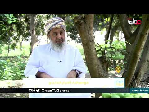 ربط مباشر من قرية حيل الغاف بولاية قريات  بمحافظة مسقط  للحديث حول موسم طناء أشجار المانجو