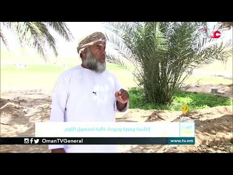 ربط مباشر من ولاية #عبري بمحافظة الظاهرة للحديث حول إنتاجية وفيرة وجودة عالية لمحصول الثوم بمحافظة