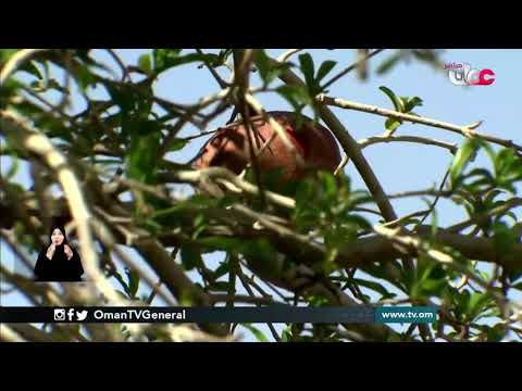 تنوع الغطاء النباتي على سفوح جبل الكور