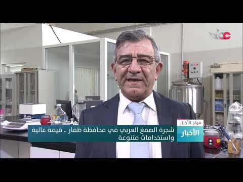 شجرة الصمغ العربي في محافظة ظفار .. قيمة عالية واستخدامات متنوعة