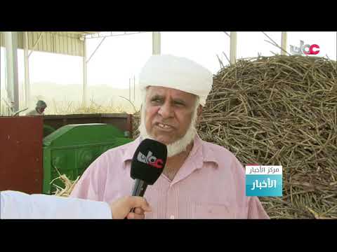 مراحل حصاد وعصر قصب السكر في ولاية بهلاء بمحافظة الداخلية