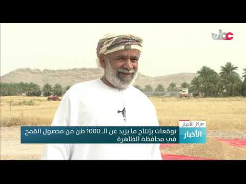 توقعات بإنتاج ما يزيد عن الــ 1000 طن من محصول القمح في محافظة الظاهرة