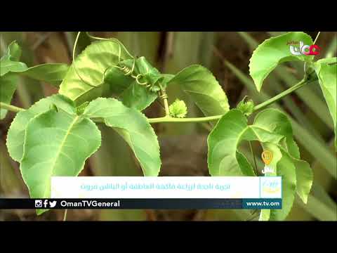 ربط مباشر من بلدة الوقبة بولاية ينقل بمحافظة الظاهرة للحديث حول تجربة ناجحة لزراعة فاكهة العاطفة أو