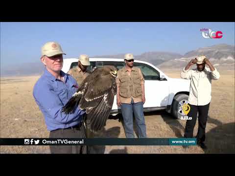 ربط مباشر من ولاية #صلالة بمحافظة #ظفار للحديث حول المسوحات الشتوية لرصد عقاب السهول في محافظة ظفار