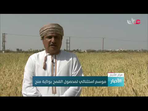 موسم استثنائي لمحصول القمح بولاية منح