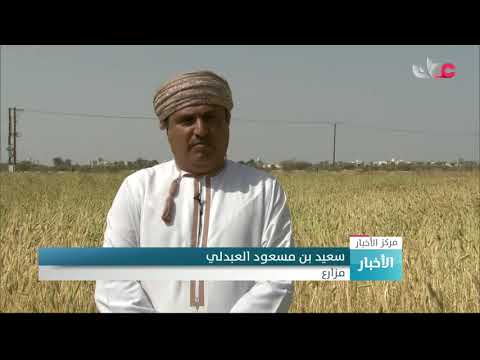 محصول القمح بولاية منح يبشر بإنتاج وفير