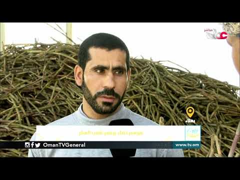 ربط مباشر من ولاية بهلاء بمحافظة الداخلية  للحديث حول موسم حصاد وعصر قصب السكر