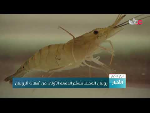 روبيان المحيط تتسلم الدفعة الأولى من أمهات الروبيان