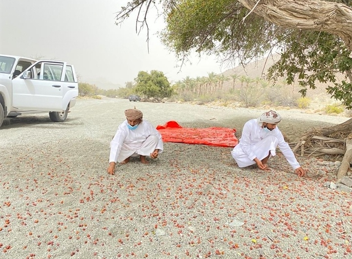 ضمن المبادرة الوطنية لزراعة ١٠ ملايين شجرة ..بدء جمع البذور من الأشجار والنباتات العُمانية