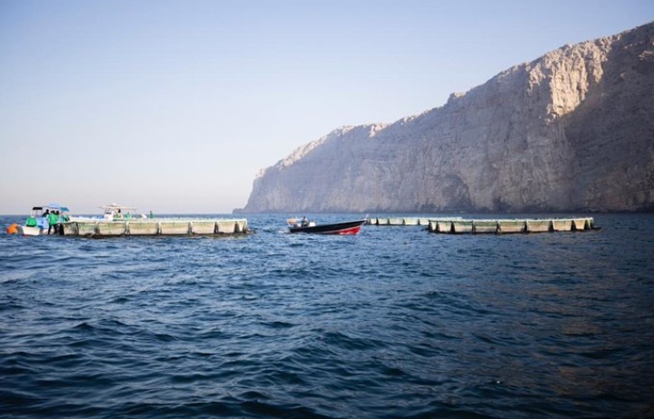 حصاد مشروع تطوير استزراع الأسماك الزعنفية في الأقفاص العائمة بمحافظة مسندم