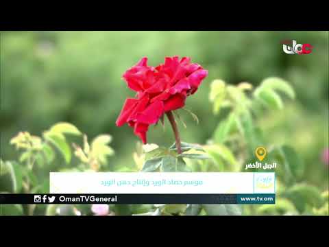 ربط مباشر من نيابة الجبل الأخضر بولاية نزوى بمحافظة الداخلية للحديث حول موسم حصاد الورد وإنتاج دهن ا