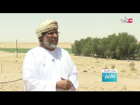 ربط من مزارع نجد بمحافظة ظفار مع مراسلنا محمود تبوك ليطلعنا على تباشير حصاد محصول القمح لهذا الموسم