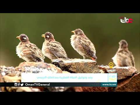 ربط مباشر ولاية #البريمي بمحافظة البريمي للحديث حول رصد وتوثيق الحياة الفطرية بمحافظة البريمي