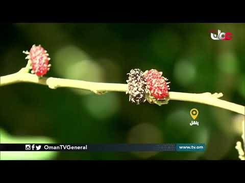 ربط مباشر من بلدة #الوقبة بولاية #ينقل بمحافظة الظاهرة للحديث حول محصول فاكهة التوت أو الفرصاد في بل