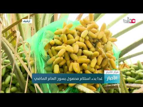 غدا بدء استلام محصول بسور العام الماضي